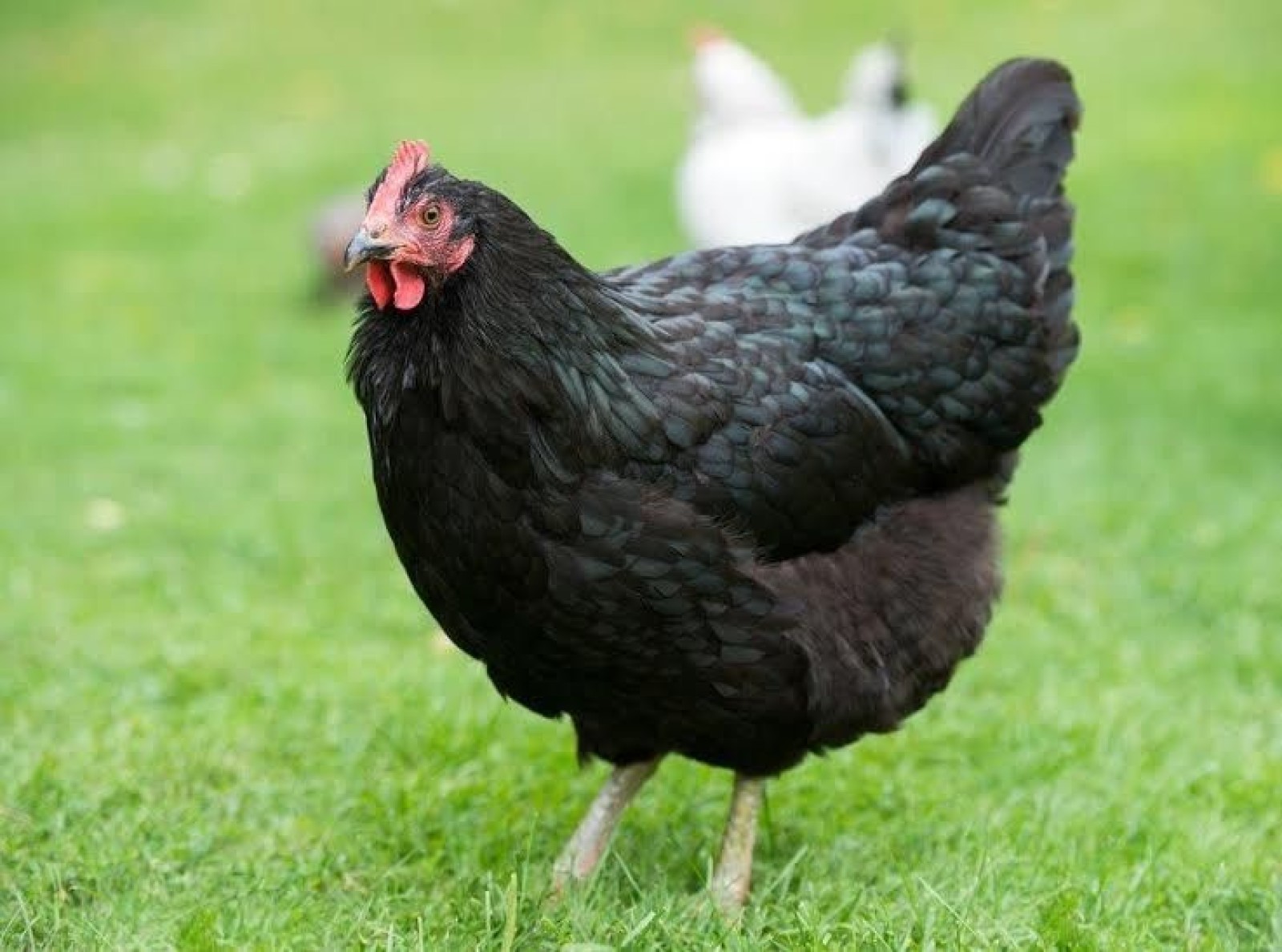 Black Australorp